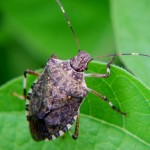 marmorated stinkbug adult