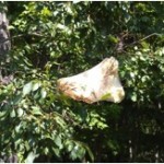 Fall Webworms