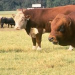 cattle
