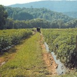 farm
