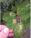 Lacebug Damage on Serviceberry