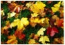 Fall leaves