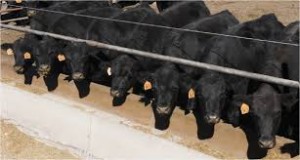 Cover photo for FDA Ruling on Antibiotics for Livestock