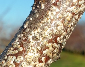 Cover photo for Check Fruit Trees for Scale Pests