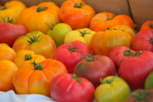 Cover photo for Getting Dirty in Your Garden, Radio Podcast Featuring the NC Tomato Man - Craig LeHoullier