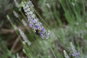 Cover photo for Getting Dirty in Your Garden Extension Master Gardener Radio Show and Podcast-Interview of Diane Currier, Honeygirl Meadery