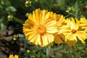 yellow flower