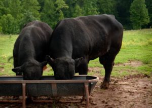 2 black cows eating out of a feeder