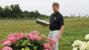 Tom Ranney hydrangeas