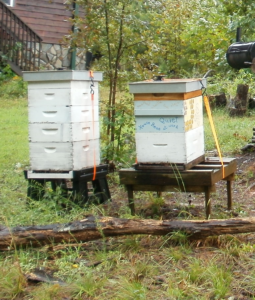 Cover photo for Protective Measures of Beehives During Hurricanes