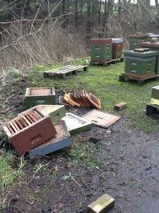 Cover photo for How to Protect Your Beehives From Mosquito Spraying Following a Hurricane