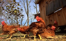 backyard chickens