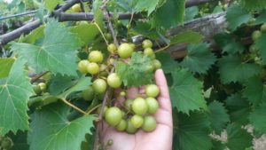 Cover photo for Grape Pest Survey - 2nd Week of July