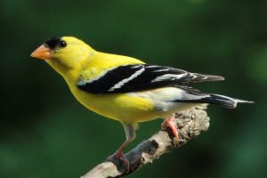 Goldfinch