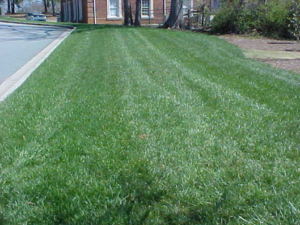 Lawn