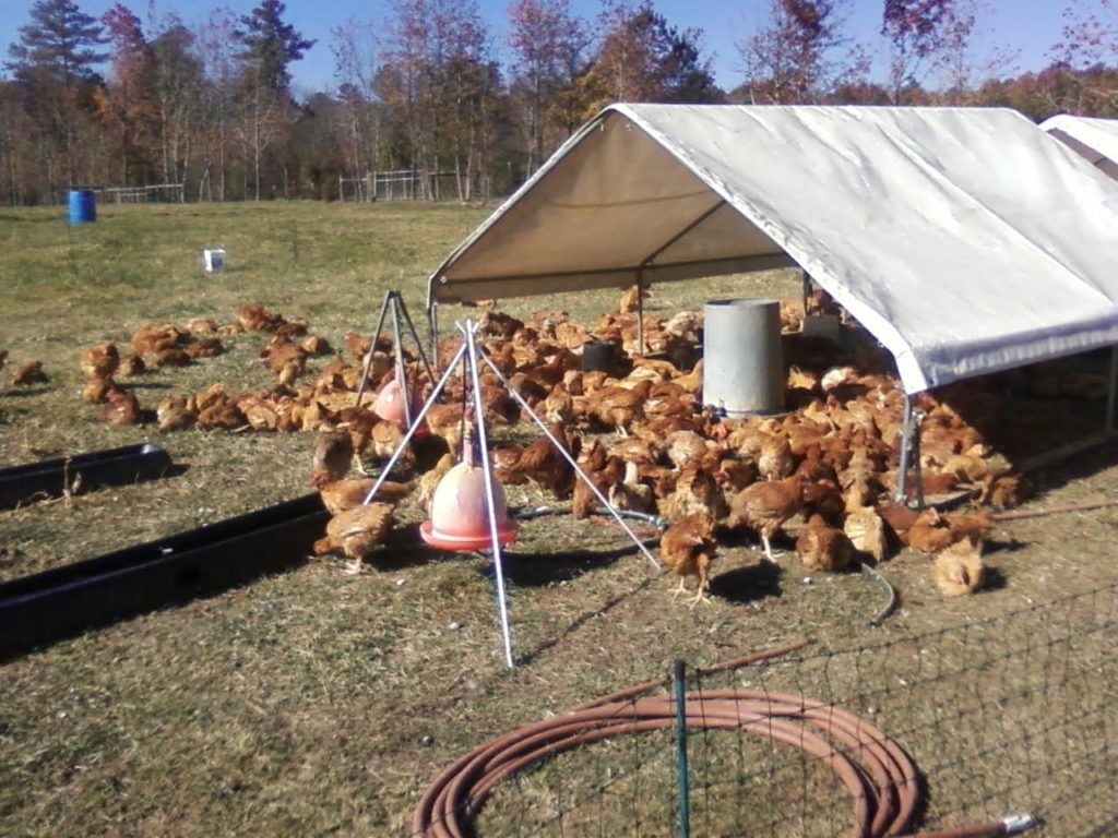 Clay County Backyard Poultry Symposium Canceled | N.C. Cooperative ...