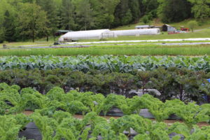 Picture of a small farm where different types of kale and greens are growing in early spring