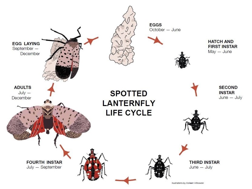Spotted lanternfly life cycle chart