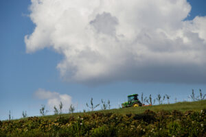 Cover photo for WNC Orchard Insect Pest Populations - May 26, 2021