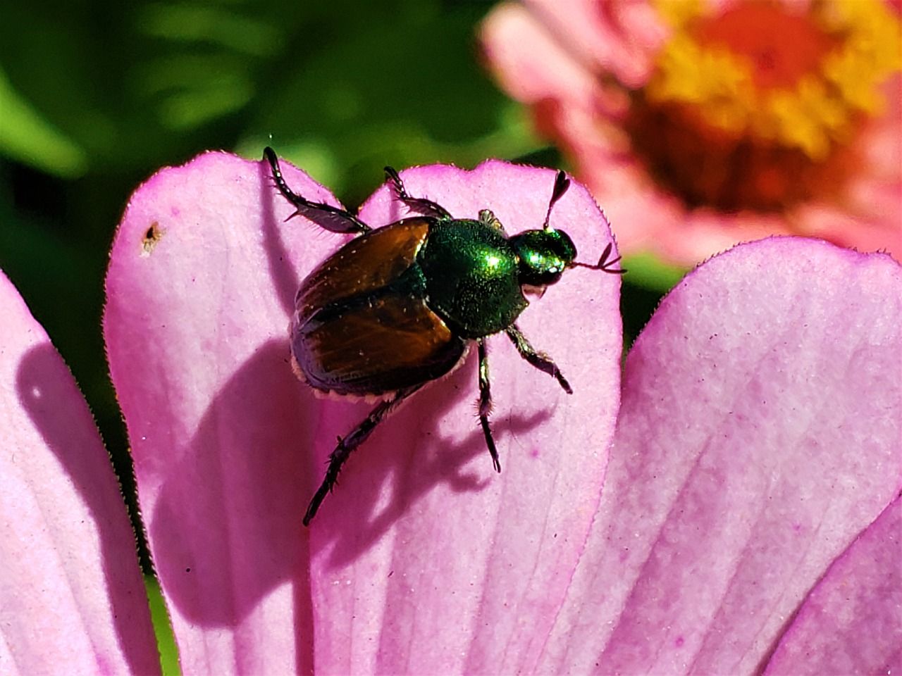 japanesebeetle