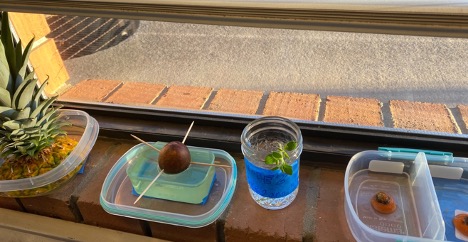 pineapple top, avocado seed, mint stem, and a carrot top each in its own jar to grow