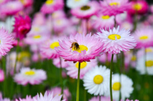 Cover photo for Master Gardner Annual Plant Sale