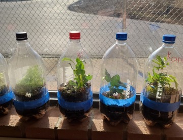 Four 2 liter bottles used as terrariums