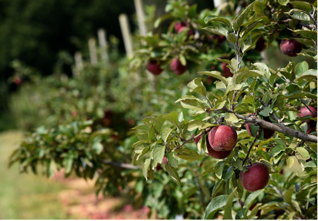 Fruit Tree Class N.C. Cooperative Extension
