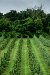 High-density apple orchard