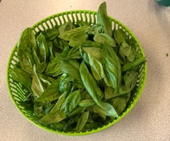 Bowl of basil leaves