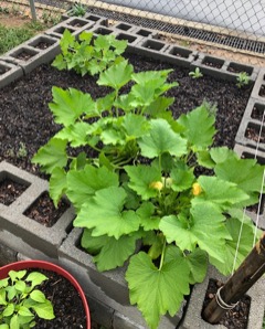 Squash plant with blooms