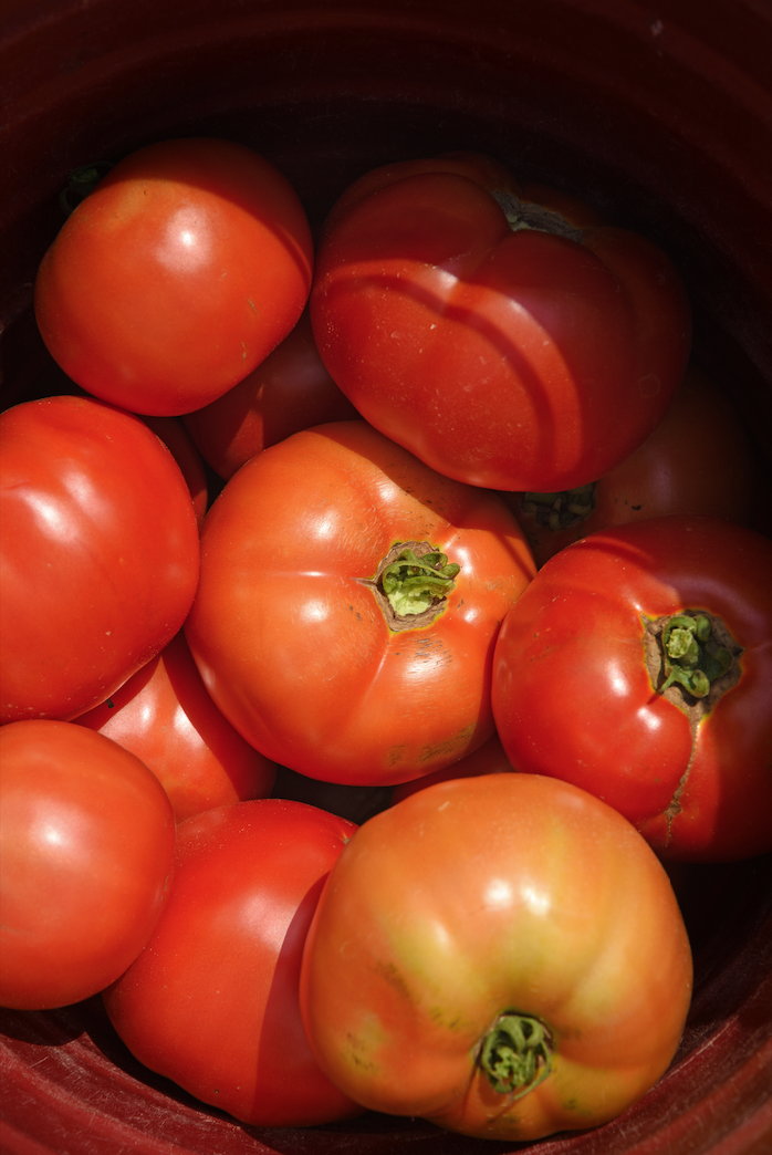 Ripe tomatoes in a pile.