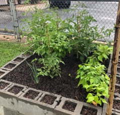 Tomato plants in a raised bed