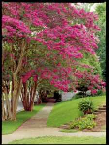 Cover photo for Crepe Myrtles - Clay County Master Gardeners