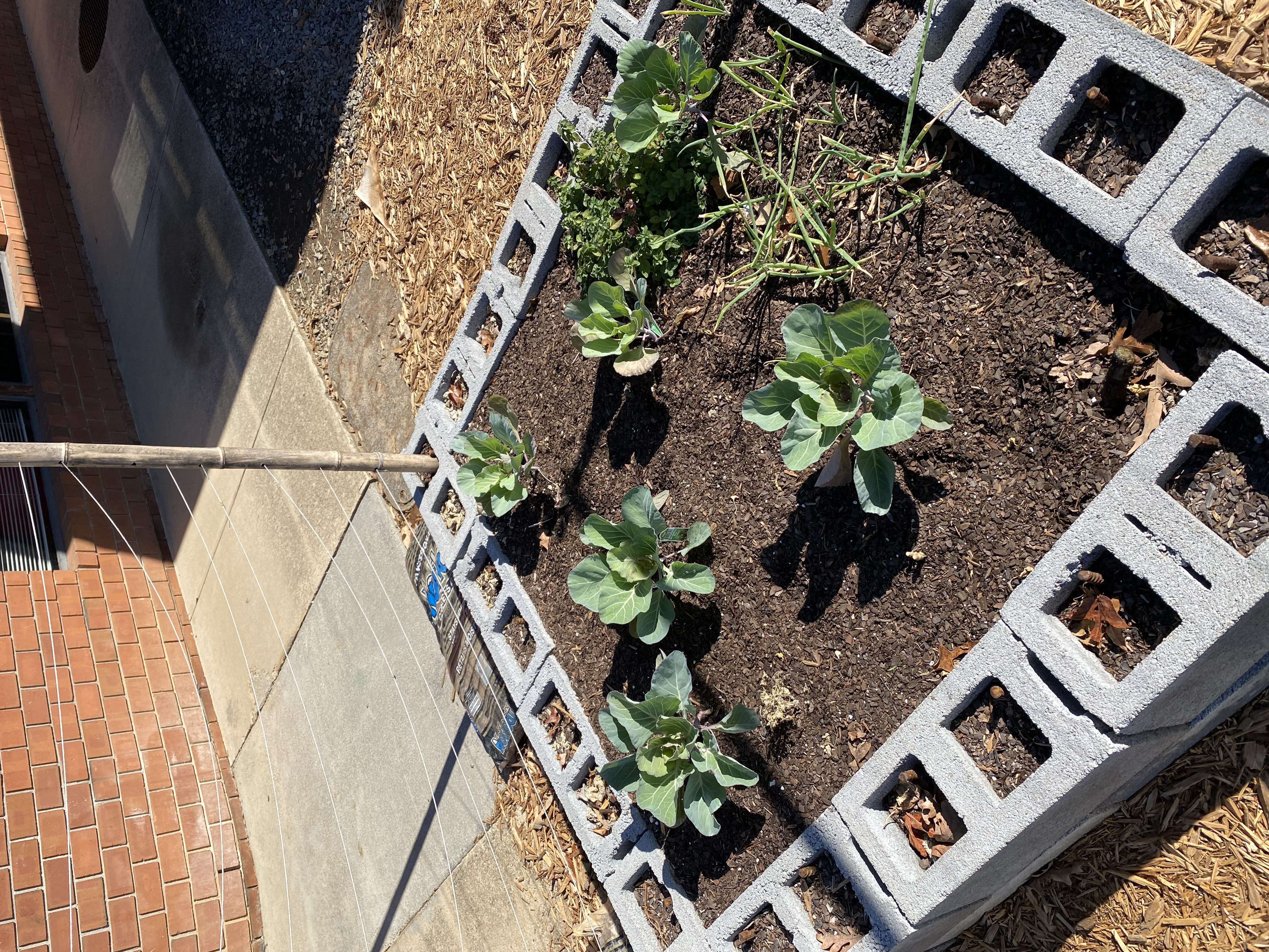 Cabbage growing in a raised bed.