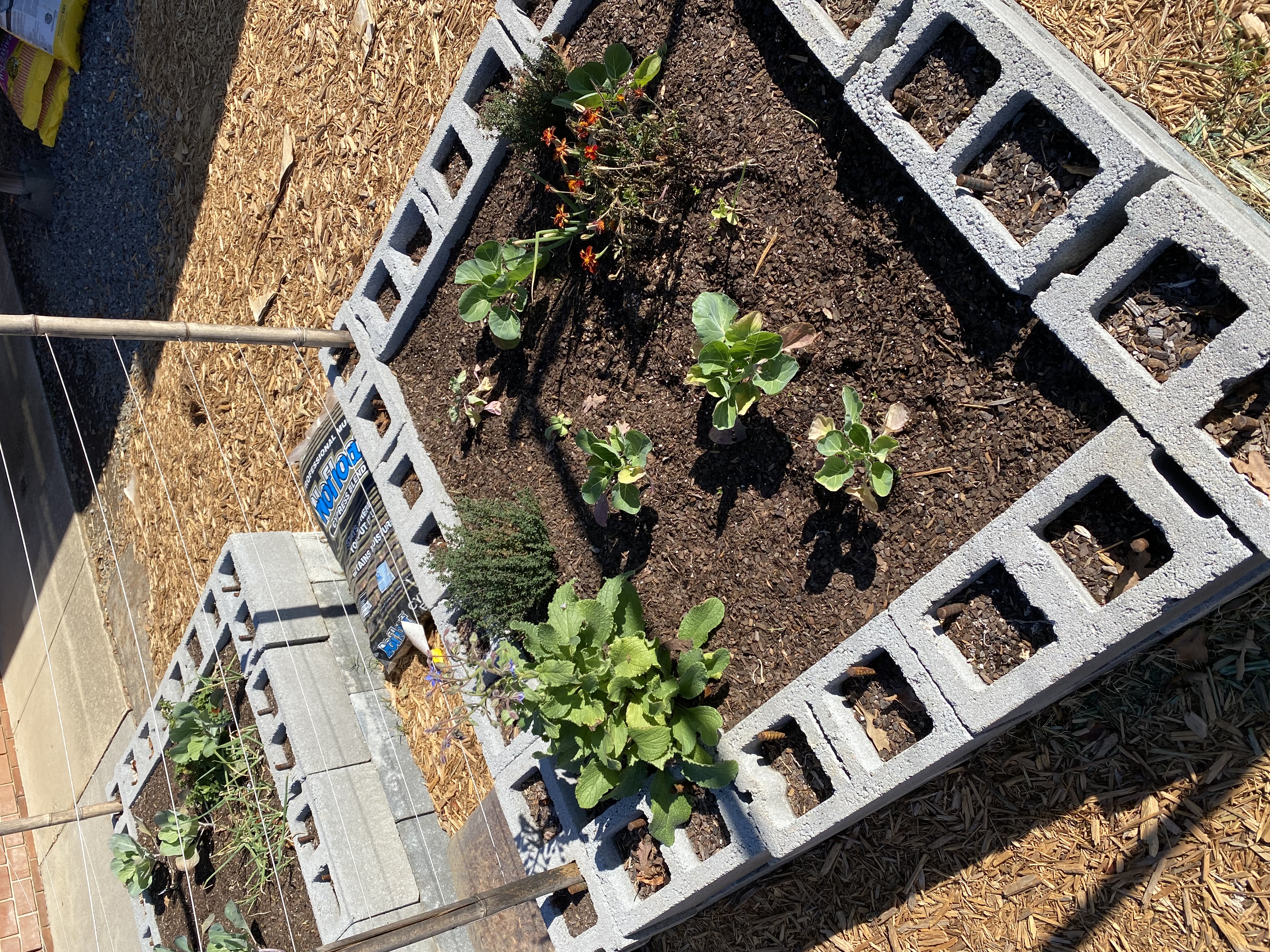 Plants growing in a raised bed.