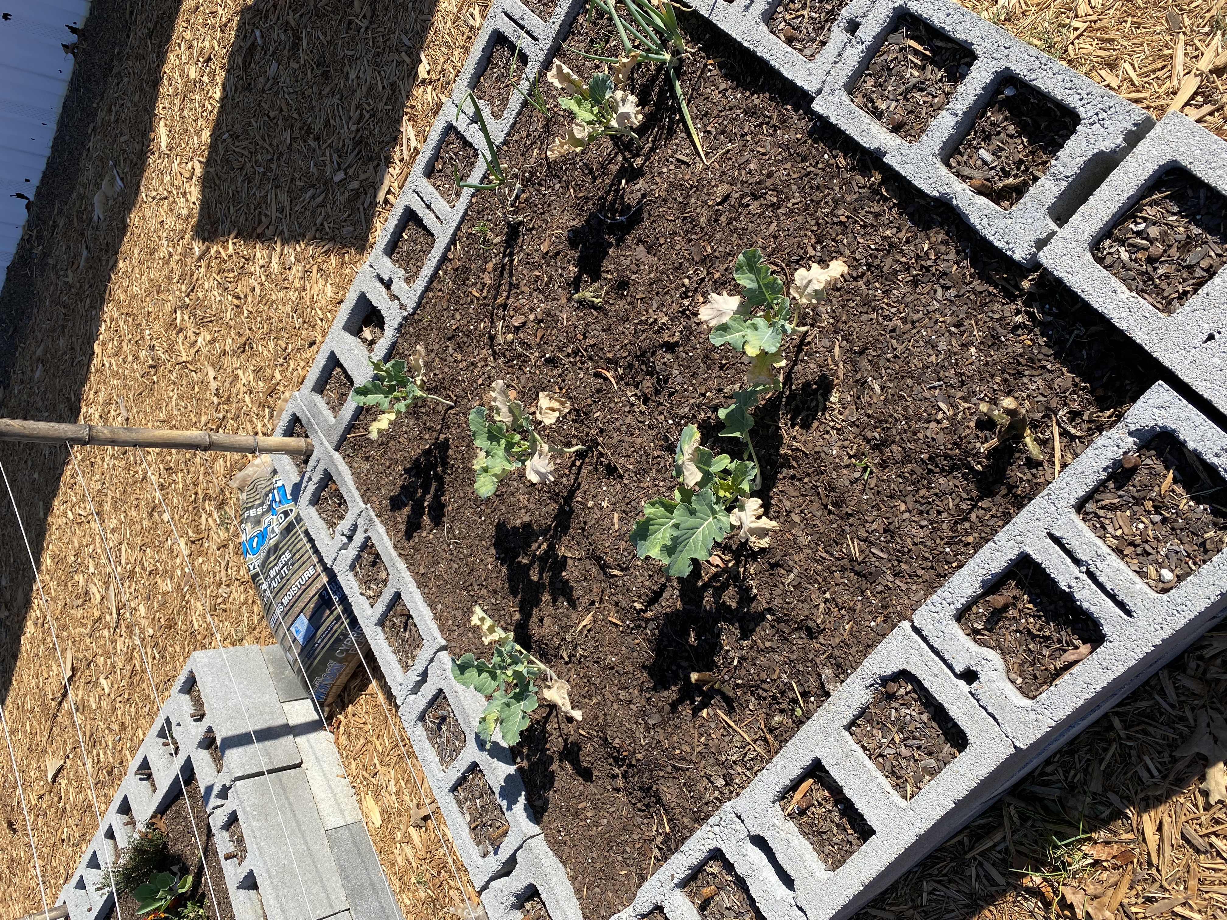 Plants growing in a raised flower bed.