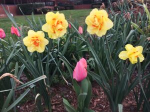 Cover photo for Bulbs | Clay County Master Gardeners