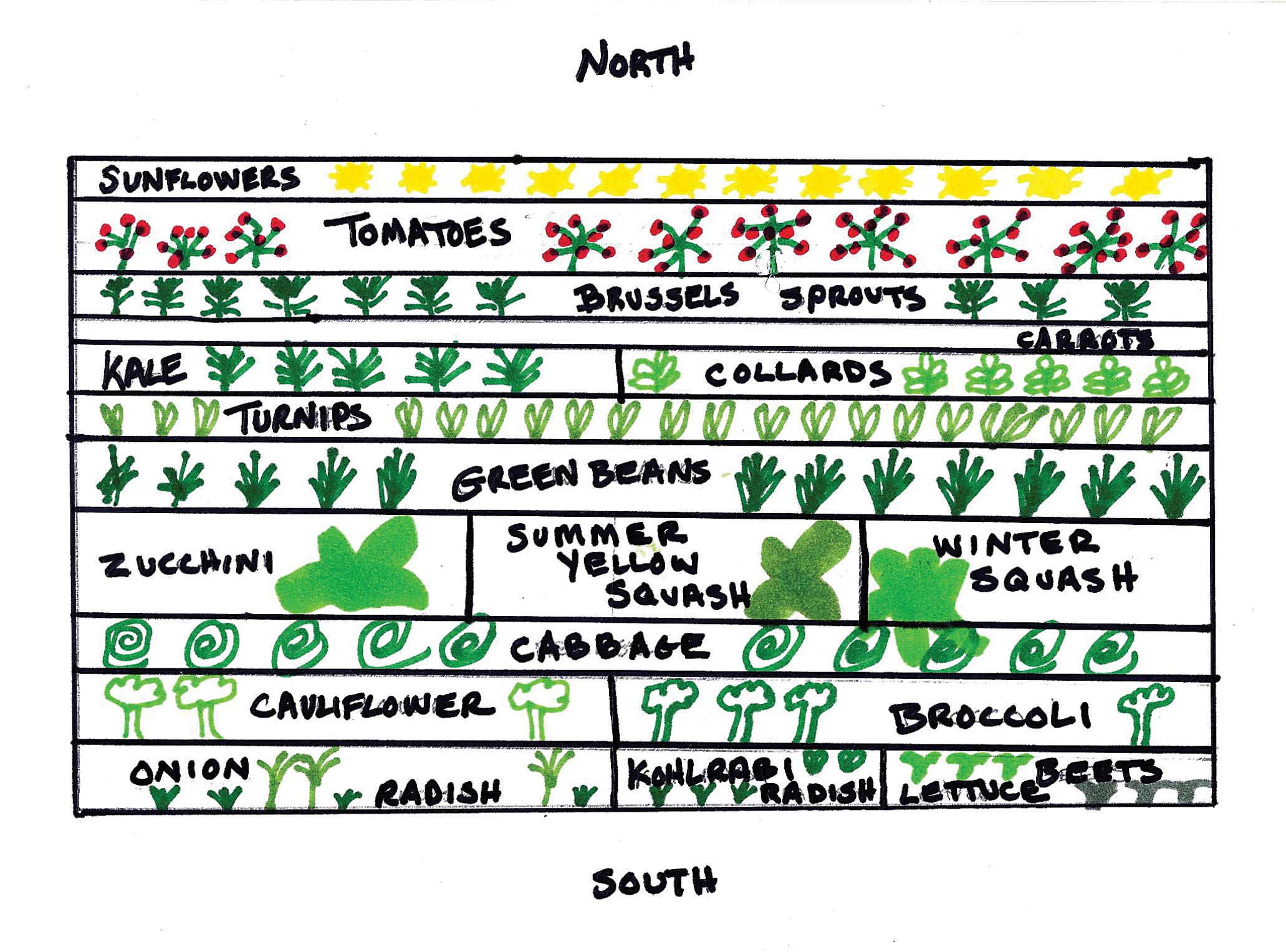 A diagram of a garden, where specific plants are separated into rows.