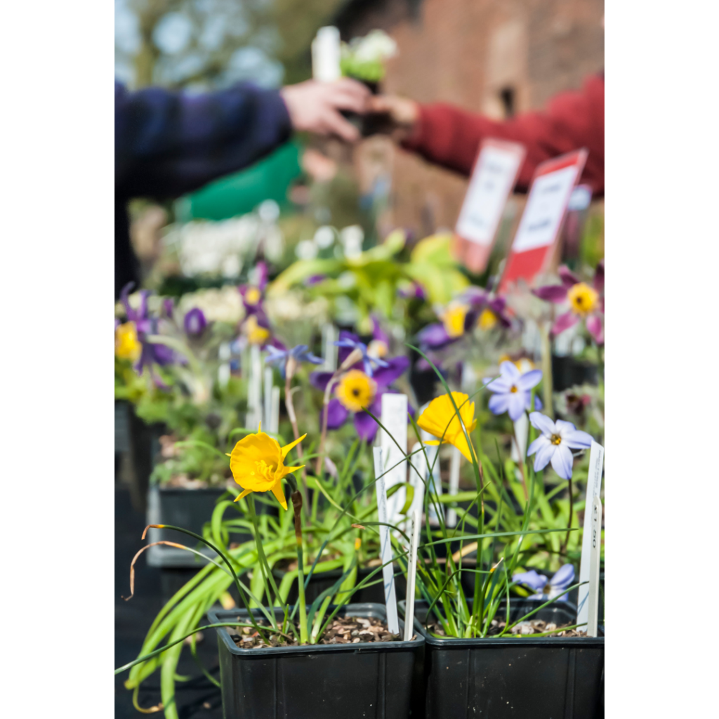 master-gardener-plant-sale-n-c-cooperative-extension