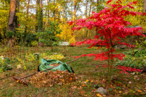 Cover photo for Autumn Actions