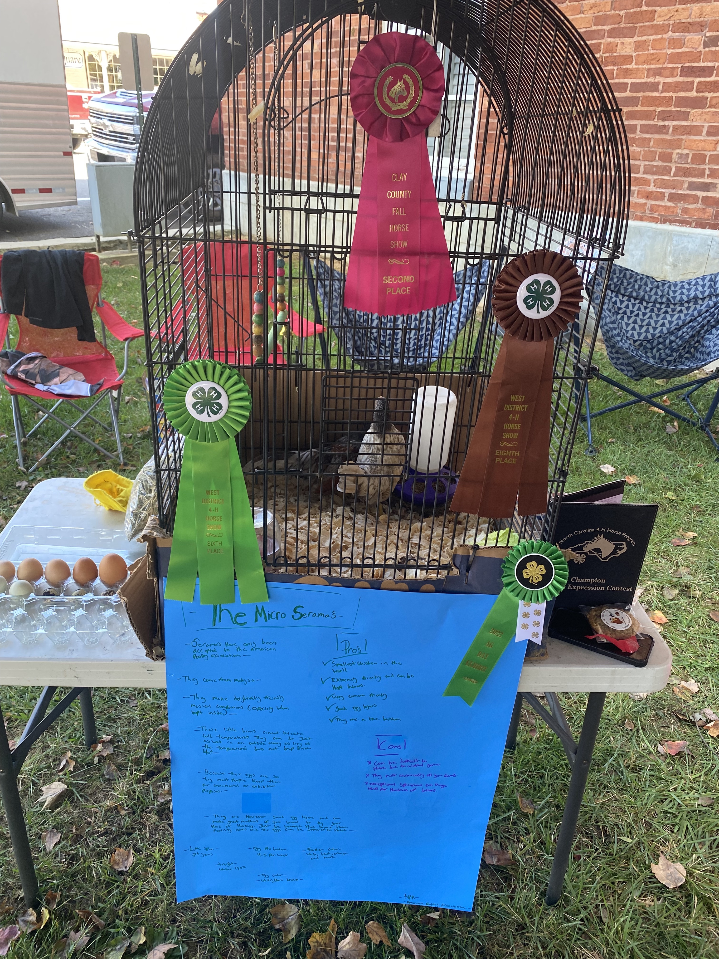 Winning Chicken with ribbons