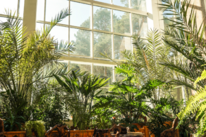 Cover photo for Some Advice About Natural Additives for Houseplants