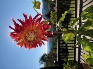 Cover photo for Summer Bulbs | Extension Master Gardener℠ Volunteers of Clay County