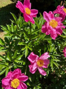 Cover photo for A Peony for Your Thoughts | Clay County Extension Master Gardeners