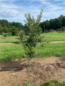 Young Apple Tree