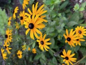 Blackeyedsusan