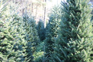 Christmas tree farm