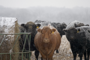 Cover photo for Caring for Livestock During Winter