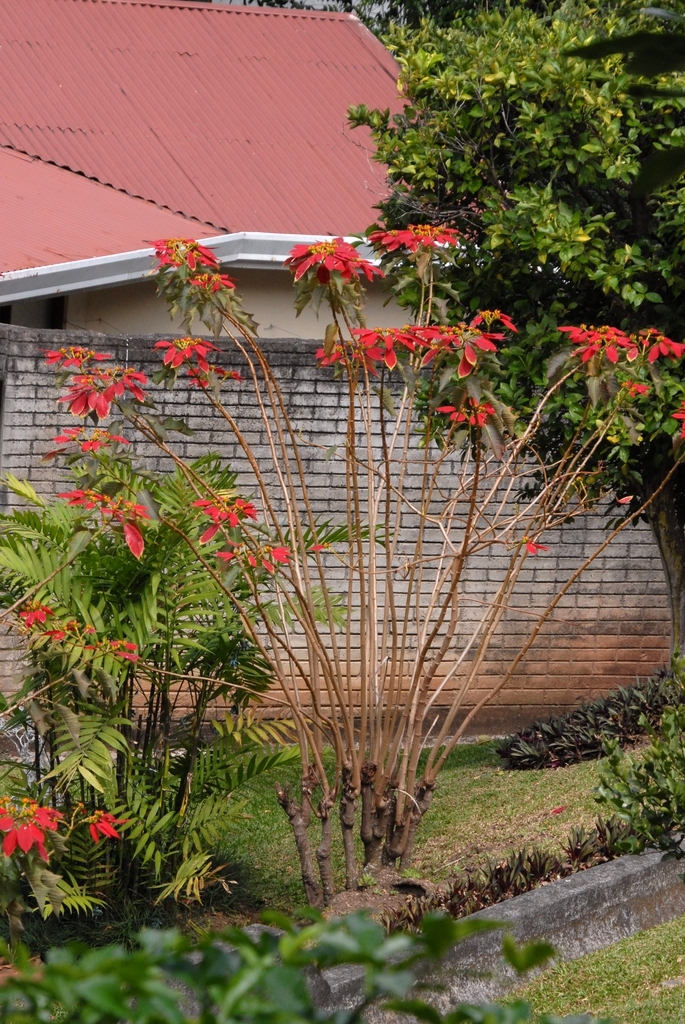 Poinsettia